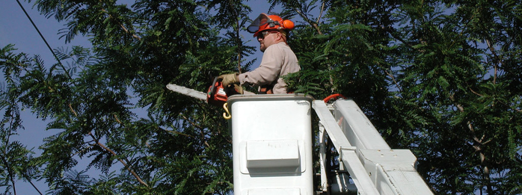 tree-trimmer_1